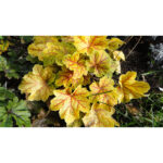 Гейхера Электра (Heuchera hybrida Electra)
