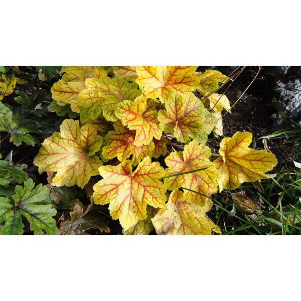 фото Гейхера Электра (Heuchera hybrida Electra)