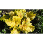 Гейхера Электра (Heuchera hybrida Electra)