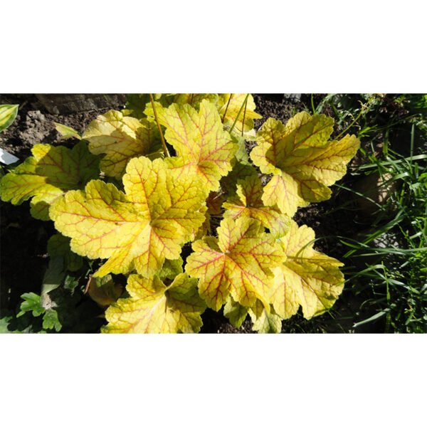 цена Гейхера Электра (Heuchera hybrida Electra)