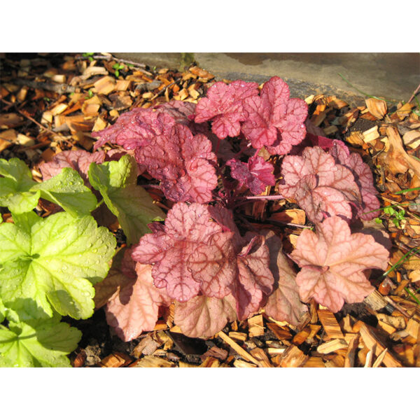 Гейхера Энкор (Heuchera Encore) вечнозеленые растения Гейхера Энкор (Heuchera Encore)
