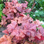Гейхера Энкор (Heuchera Encore)