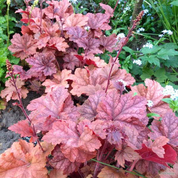 купить Гейхера Энкор (Heuchera Encore)