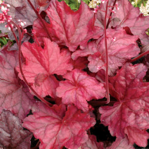 купить Гейхера Фаер Чиф (Heuchera hybrida Fire Chief)