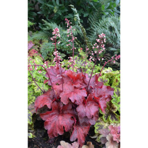 фото Гейхера Фаер Чиф (Heuchera hybrida Fire Chief)