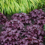 фото Гейхера Форевер Пурпл (Heuchera Forever Purple)
