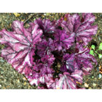 Гейхера Форевер Пурпл (Heuchera Forever Purple)