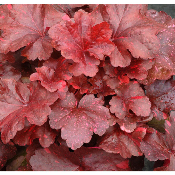 Гейхера Гэлэкси (Heuchera Galaxy, Галактика) купить Гейхера Гэлэкси (Heuchera Galaxy, Галактика)