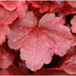 Гейхера Гэлэкси (Heuchera Galaxy, Галактика)