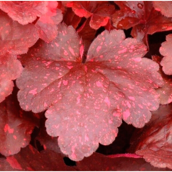 фото Гейхера Гэлэкси (Heuchera Galaxy, Галактика)