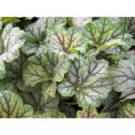 вечнозеленое растение Гейхера гибридная Бьюти Калор (Heuchera hybrida Beauty Colour)
