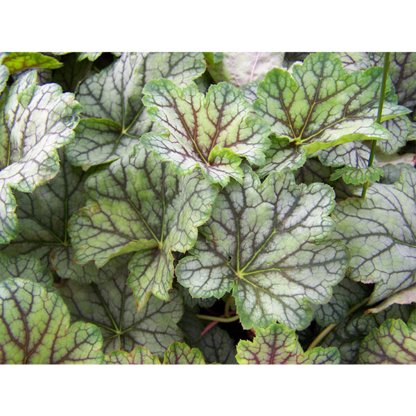 Гейхера гибридная Бьюти Калор (Heuchera hybrida Beauty Colour) вечнозеленое растение Гейхера гибридная Бьюти Калор (Heuchera hybrida Beauty Colour)