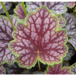 Гейхера гибридная Бьюти Калор (Heuchera hybrida Beauty Colour)