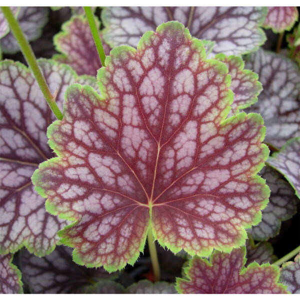 фото Гейхера гибридная Бьюти Калор (Heuchera hybrida Beauty Colour)