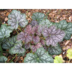Гейхера гибридная Бьюти Калор (Heuchera hybrida Beauty Colour)