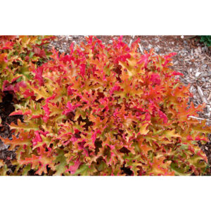 вечнозеленое растение Гейхера гибридная Мармелад (Heuchera hybride Marmelade)