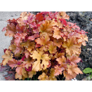 фото Гейхера гибридная Мармелад (Heuchera hybride Marmelade)
