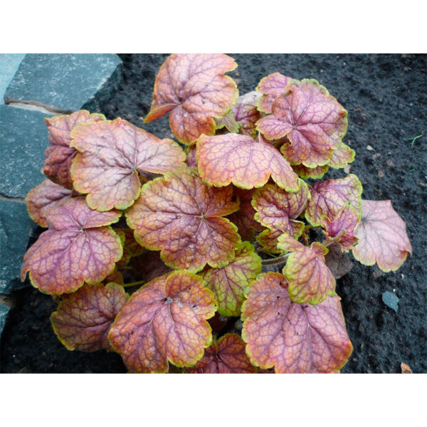 Гейхера Гоген (Heuchera Gauguin) фото Гейхера Гоген (Heuchera Gauguin)