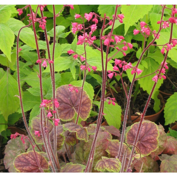 купить Гейхера Гоген (Heuchera Gauguin)
