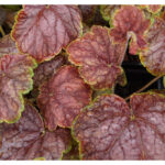 Гейхера Гоген (Heuchera Gauguin)
