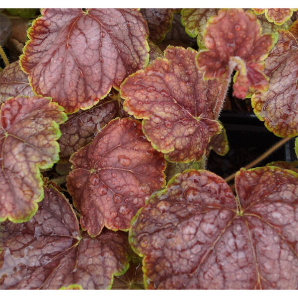 цена Гейхера Гоген (Heuchera Gauguin)