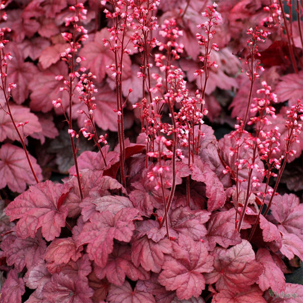 Гейхера Грейп Сода (Heuchera Grape Soda) описание Гейхера Грейп Сода (Heuchera Grape Soda)