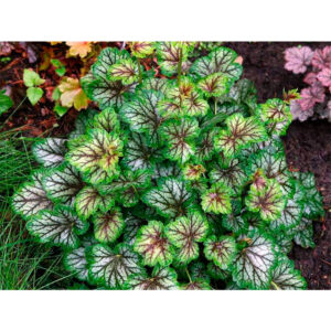 вечнозеленый кустарник Гейхера Грин Спайс (Heuchera Green Spice)