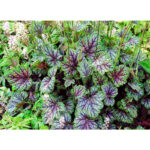 Гейхера Грин Спайс (Heuchera Green Spice)