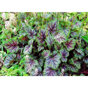 фото Гейхера Грин Спайс (Heuchera Green Spice)