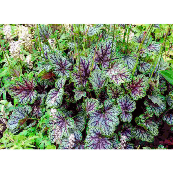 фото Гейхера Грин Спайс (Heuchera Green Spice)