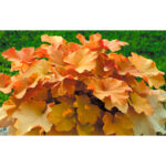 Гейхера Карамель (Heuchera Caramel)