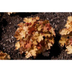 Гейхера Карамель (Heuchera Caramel)