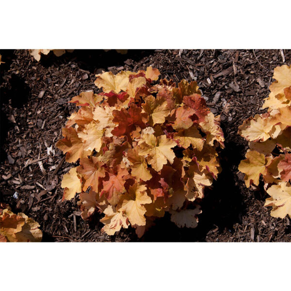цена Гейхера Карамель (Heuchera Caramel)