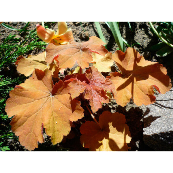 фото Гейхера Карамель (Heuchera Caramel)