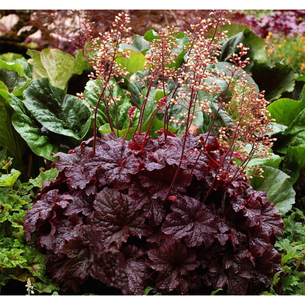 Гейхера Каужин Файр (Heuchera Cajun Fire) вечнозеленое растение Гейхера Каужин Файр (Heuchera Cajun Fire)