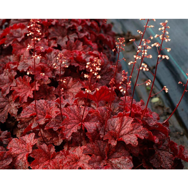 купить Гейхера Каужин Файр (Heuchera Cajun Fire)