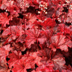 Гейхера Каужин Файр (Heuchera Cajun Fire)