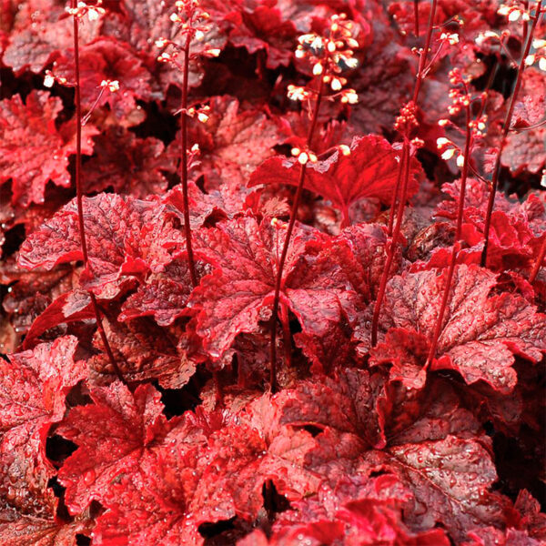 уход и описание Гейхера Каужин Файр (Heuchera Cajun Fire)