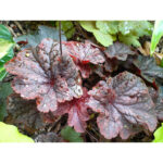 Гейхера Каужин Файр (Heuchera Cajun Fire)