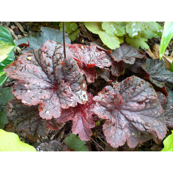 фото Гейхера Каужин Файр (Heuchera Cajun Fire)