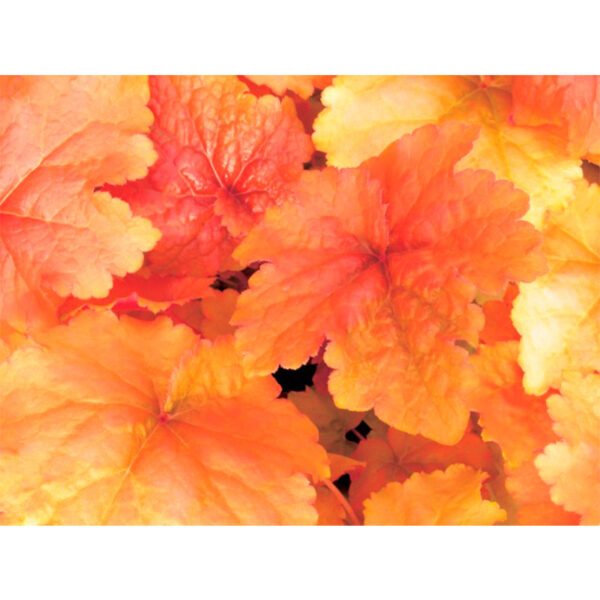 Гейхера Крем Брюле (Heuchera hybrida Creme Brule) купить Гейхера Крем Брюле (Heuchera hybrida Creme Brule)