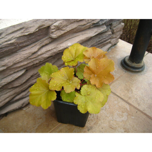 купить Гейхера Крем Брюле (Heuchera hybrida Creme Brule)