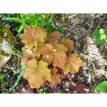 Гейхера Крем Брюле (Heuchera hybrida Creme Brule)