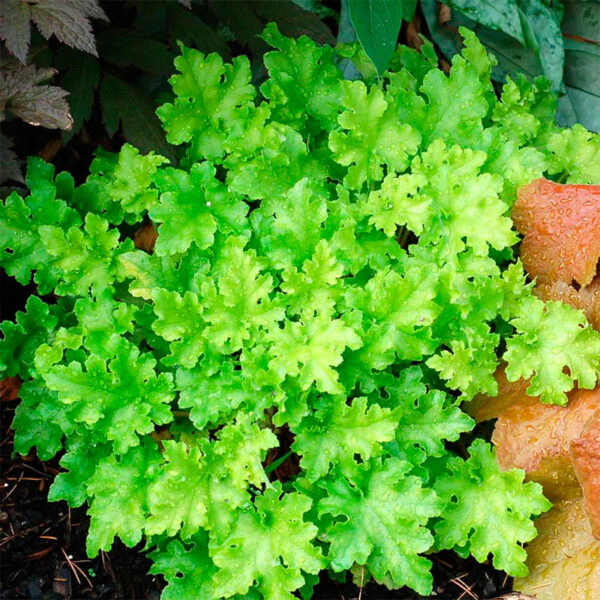 купить Гейхера Лайм Мармелад (Heuchera Lime Marmalade)