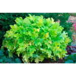 Гейхера Лайм Мармелад (Heuchera Lime Marmalade)