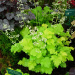Гейхера Лайм Мармелад (Heuchera Lime Marmalade)