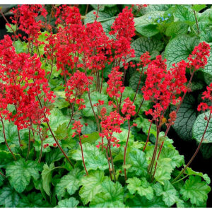 купить Гейхера Липстик (Heuchera Lipstick, Губная помада)