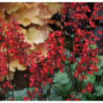 Гейхера Липстик (Heuchera Lipstick, Губная помада)