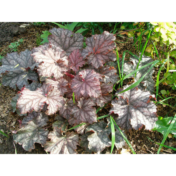 Гейхера Марс (Heuchera Mars) многолетник Гейхера Марс (Heuchera Mars)