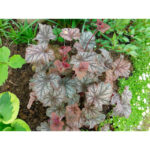 Гейхера Марс (Heuchera Mars)